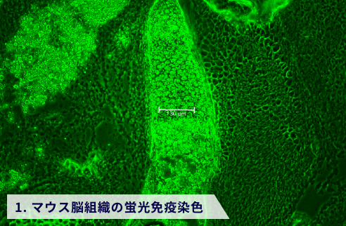 1. マウス脳組織の蛍光免疫染色