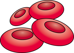 赤血球細胞