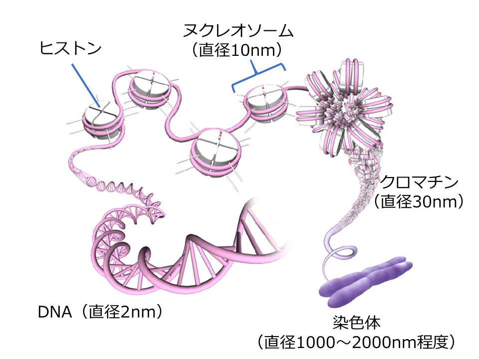 DNA