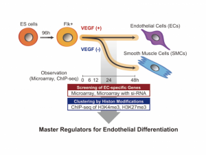 Master Reulators for Endothelial Differentiation