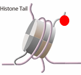 ヒストンテイルへの修飾