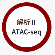 解析II ATAC-seq