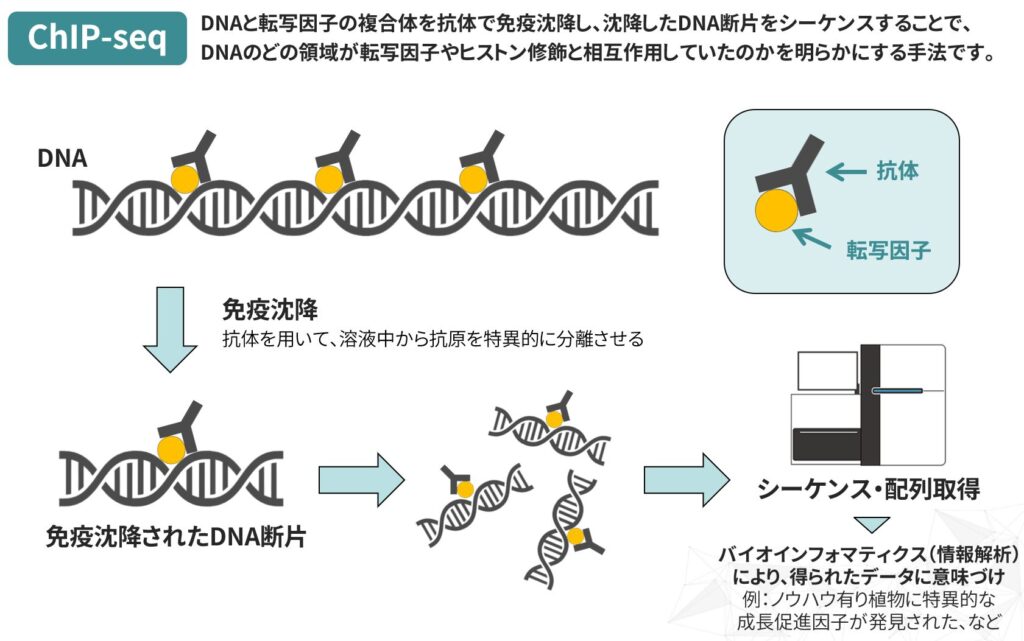 ChIPseqで解明するタンパク質とDNAの相互作用 技術と研究への応用 株式会社Rhelixa（レリクサ）